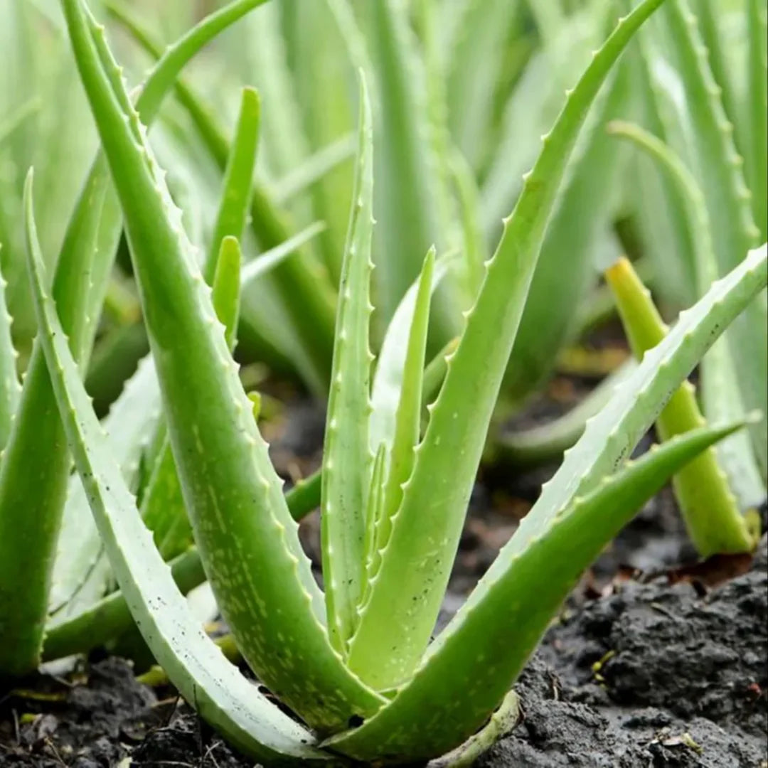 Edible Aloe flower seeds