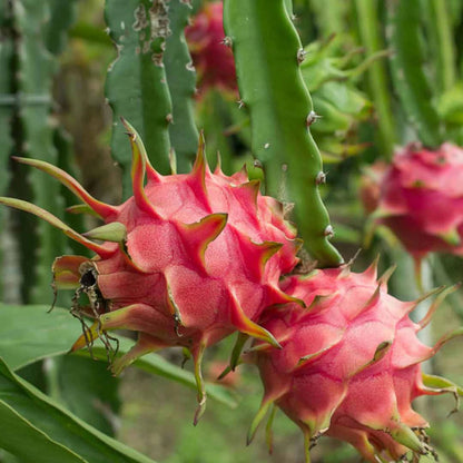 pitaya fruit seeds