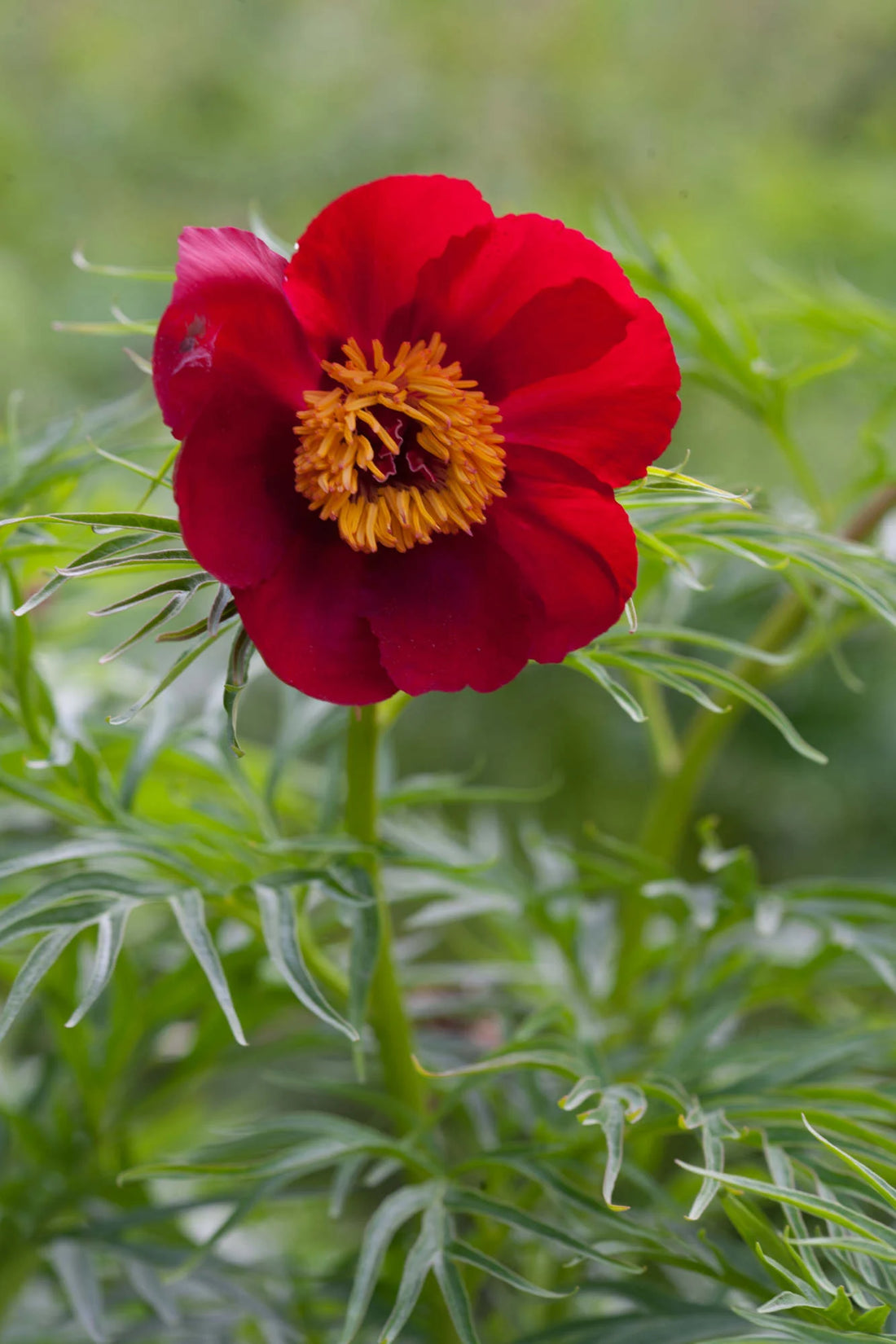 Red Paeonia flower seeds