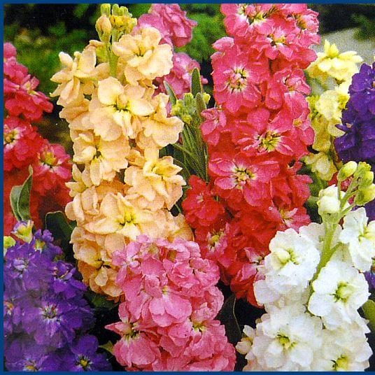 Matthiola Incana flower seeds