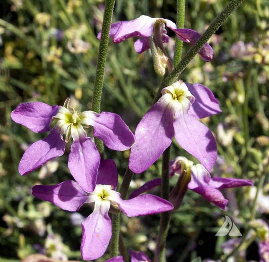 Bicornis flower seeds