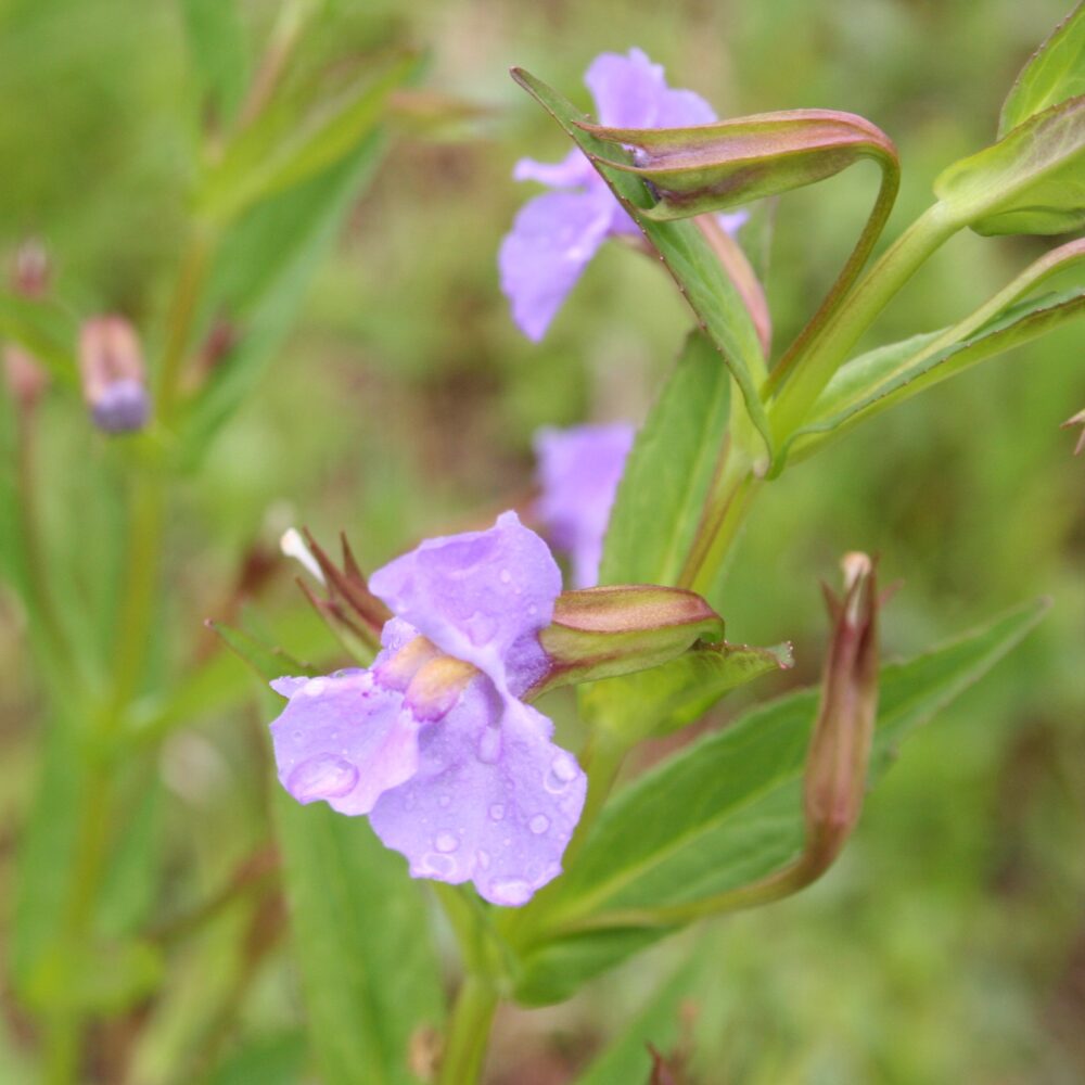 Violet Monkey flower seeds