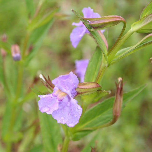 Violet Monkey flower seeds