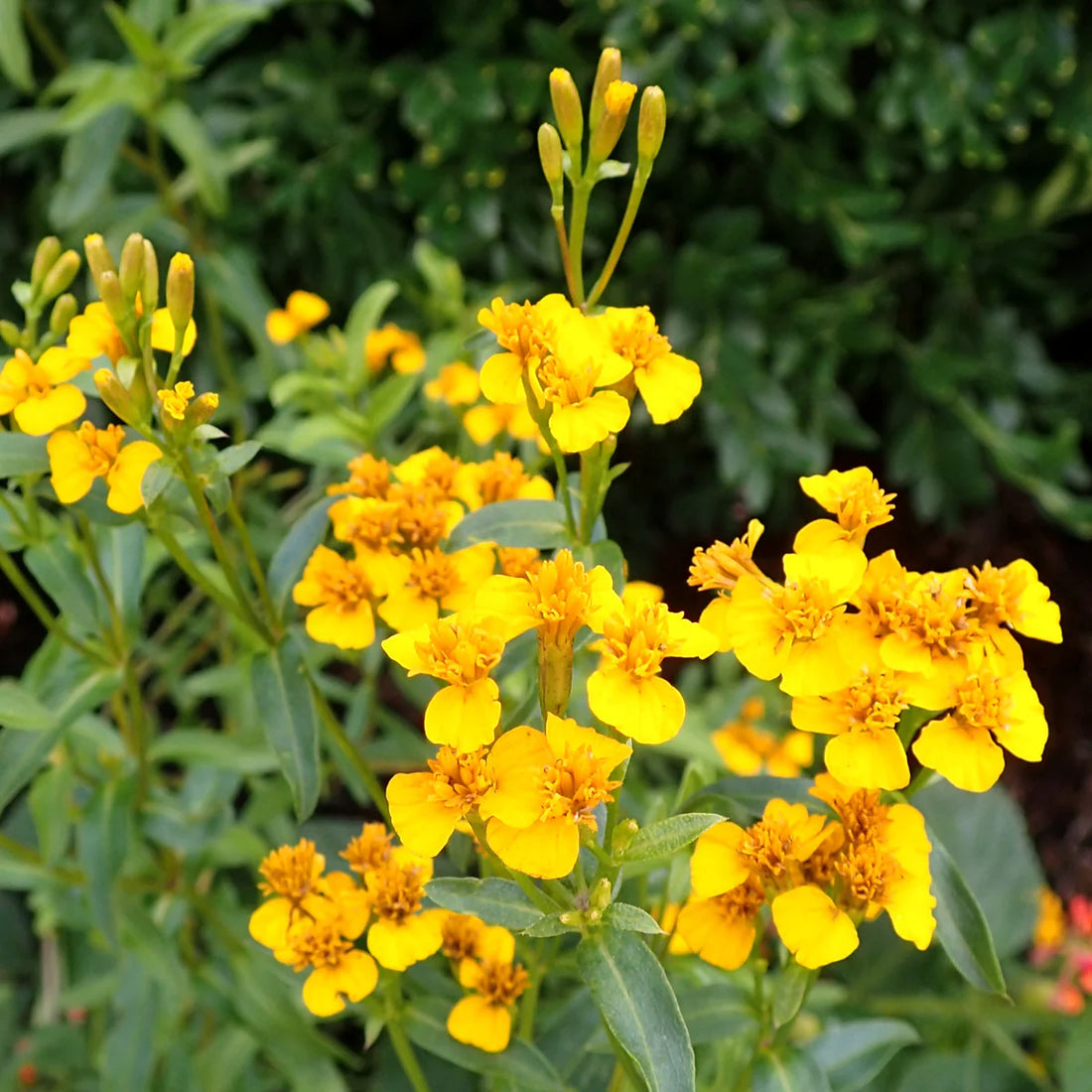 Tagetes Lucida flower seeds