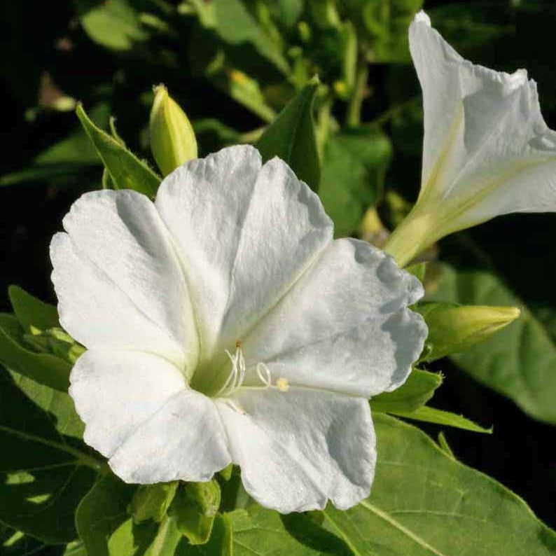 White Mirabilis flower seeds