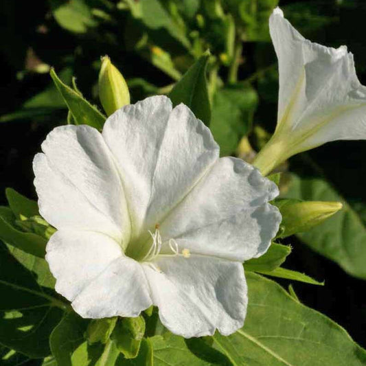 White Mirabilis flower seeds