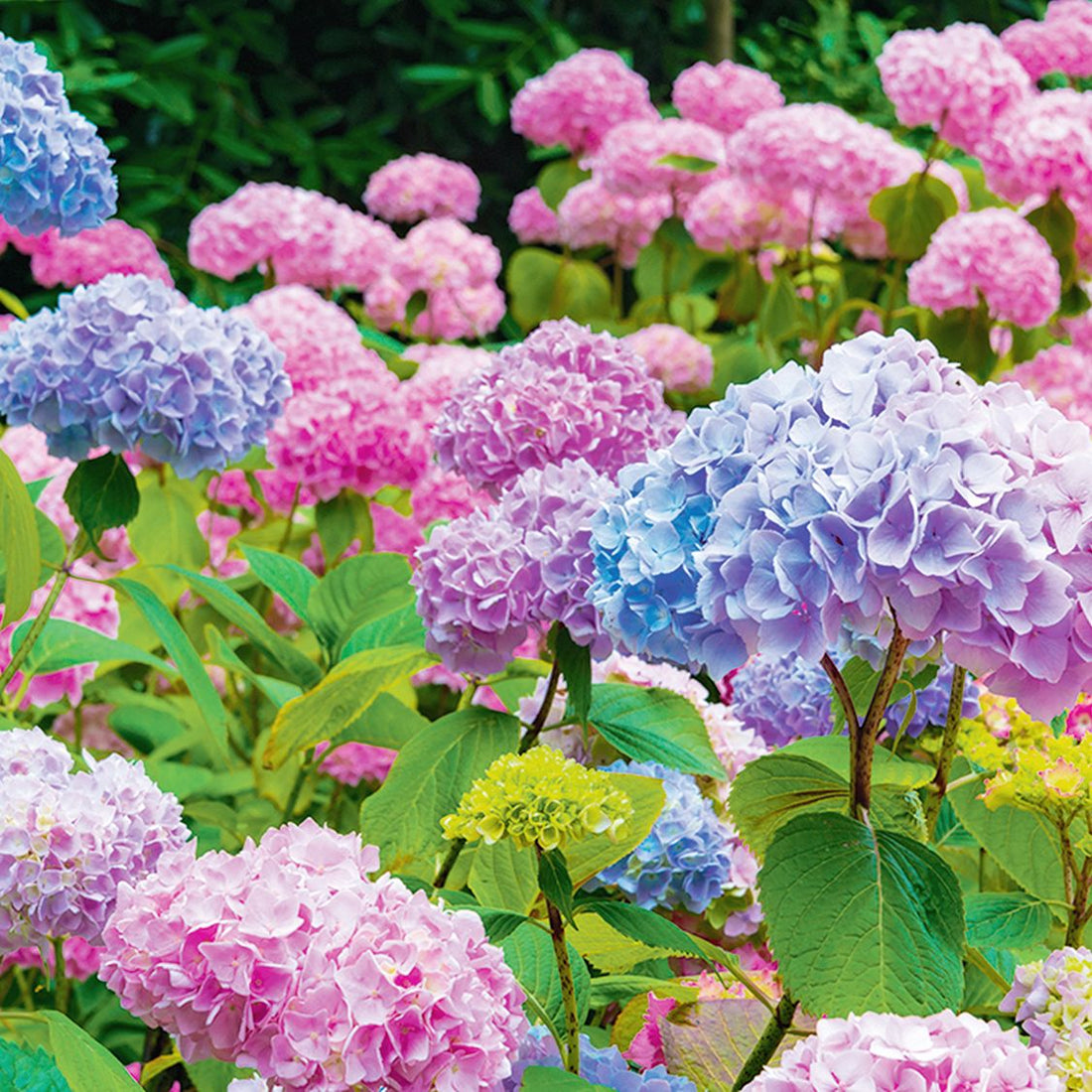 Hydrangea flower seeds