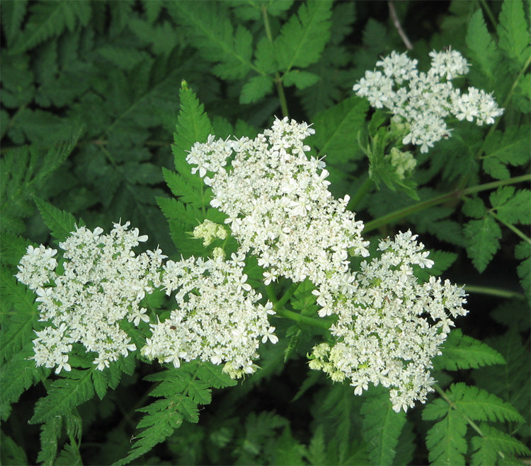 Myrrhis Odorata flower seeds
