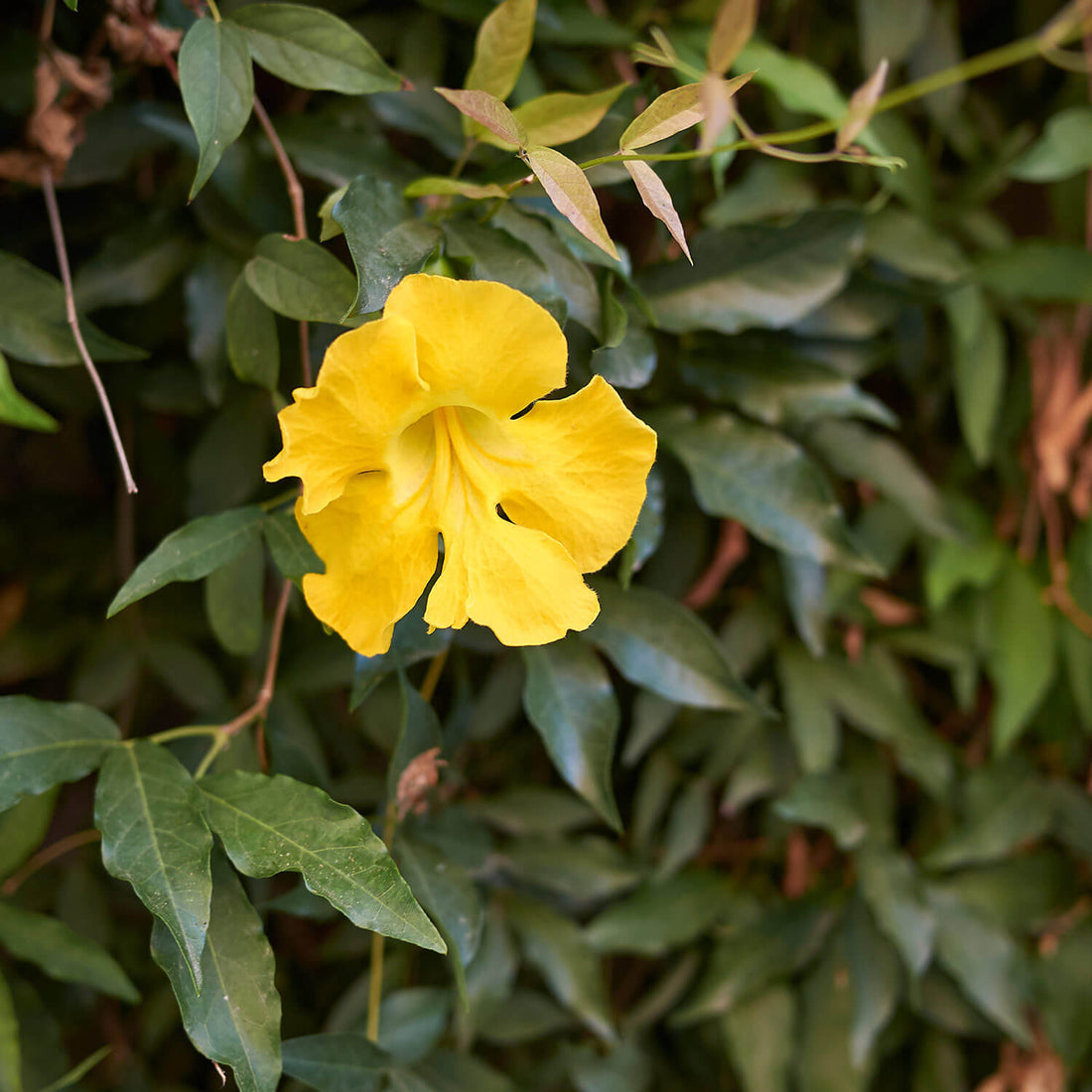 Macfadyena Unguis flower seeds