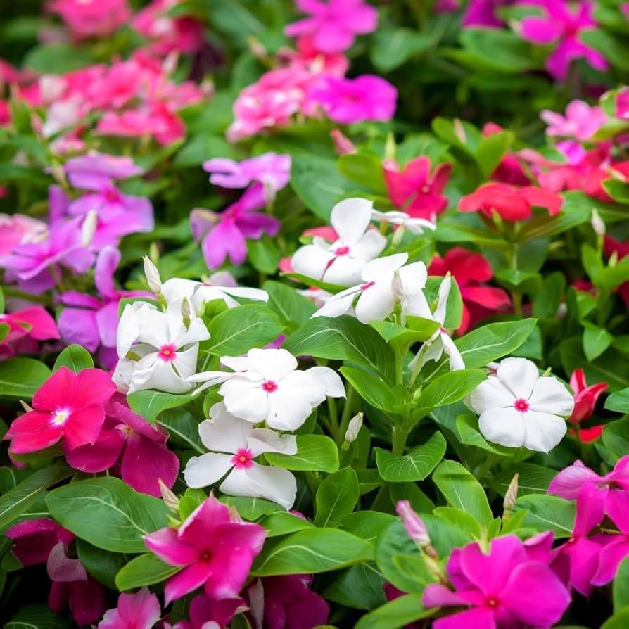 Madagascar flower seeds