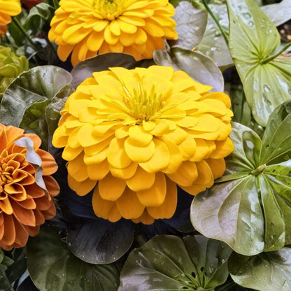 Magellan plant