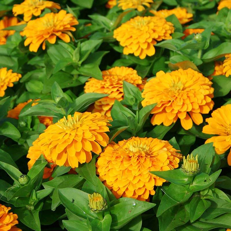 Magellan plant