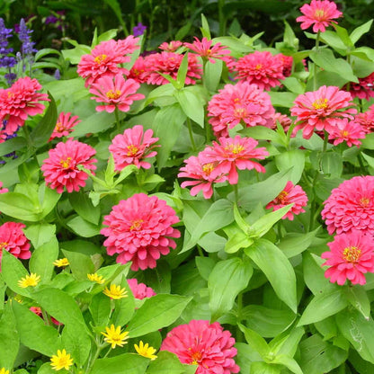 Magellan plant
