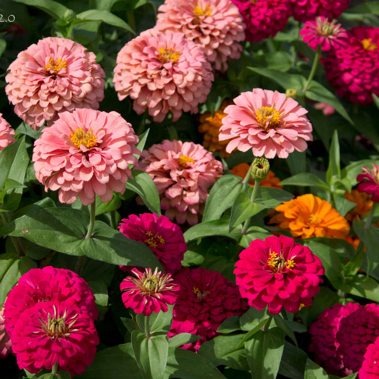 Magellan plant