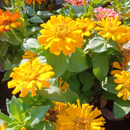 Magellan plant