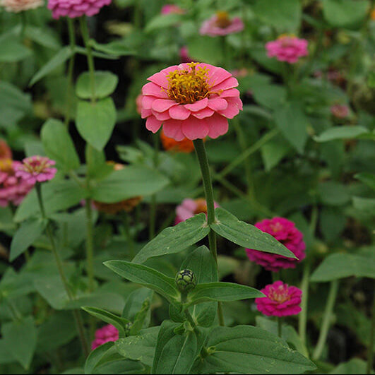 Magellan plant