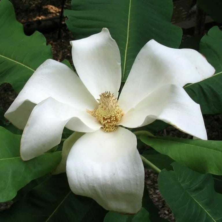 Magnolia macrophylla Magnolia plant