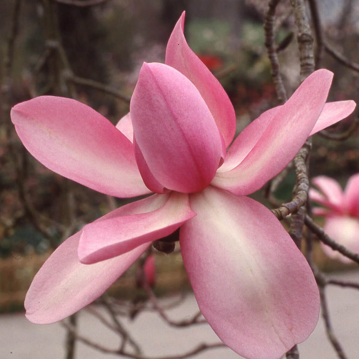 Campbellii Pink Magnolia plant