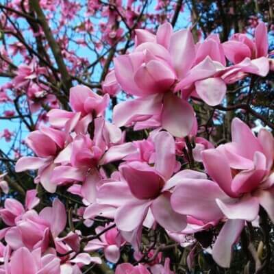Campbellii Pink Magnolia plant