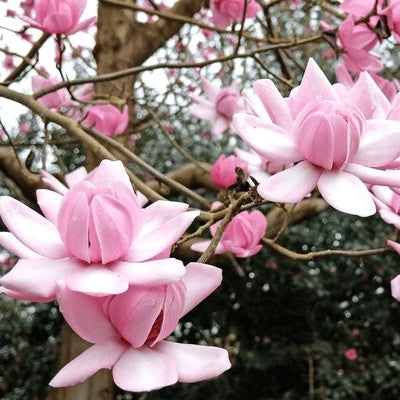 Campbellii Pink Magnolia plant