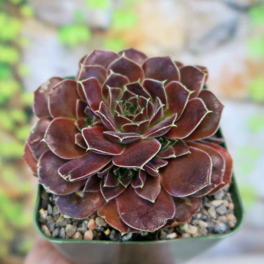 Maroon Jovibarba flower seeds