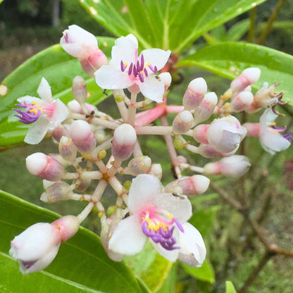 Malaysian Orchid plant