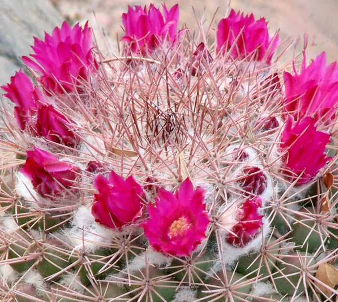 Kakteen flower seeds