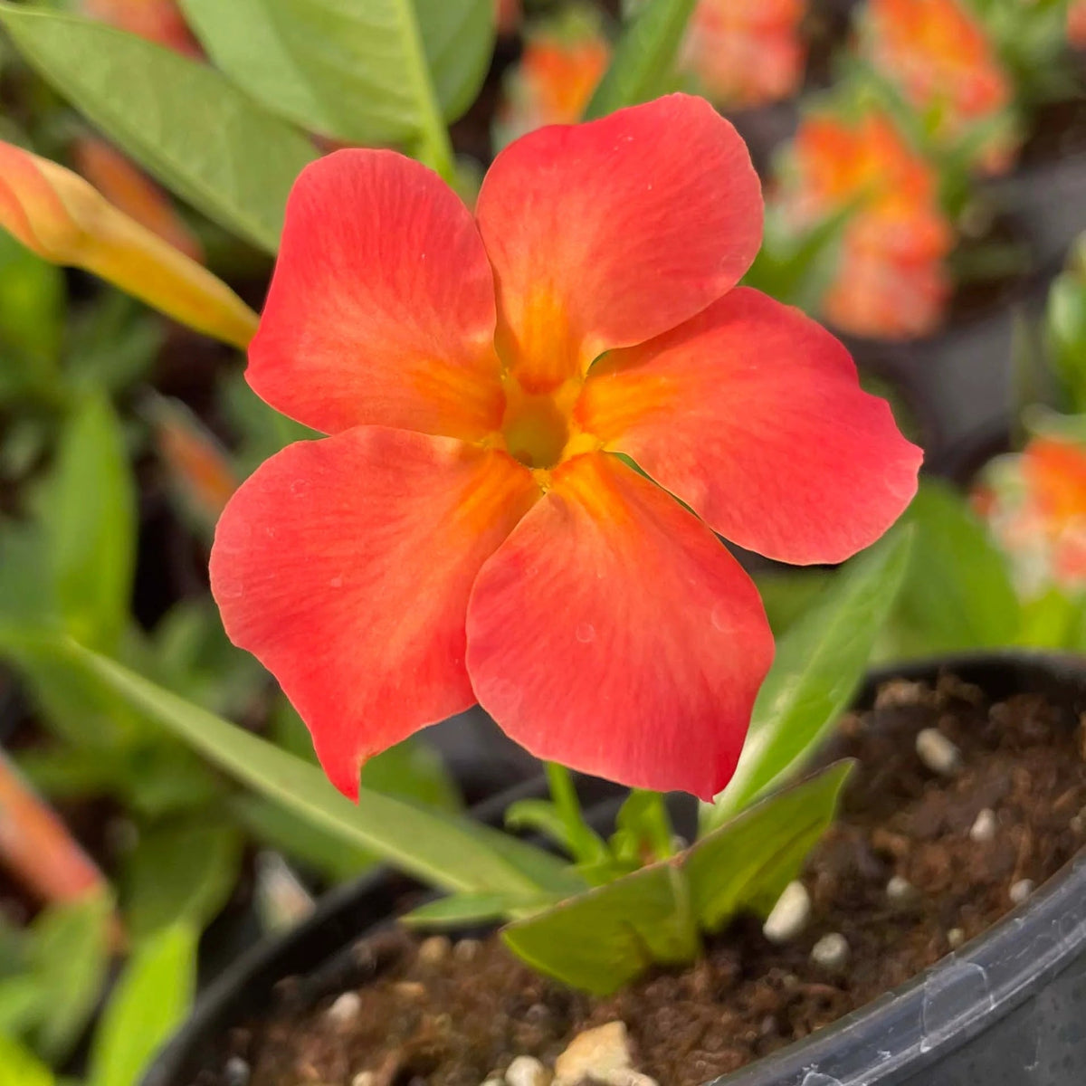 Orange Mandevilla plant