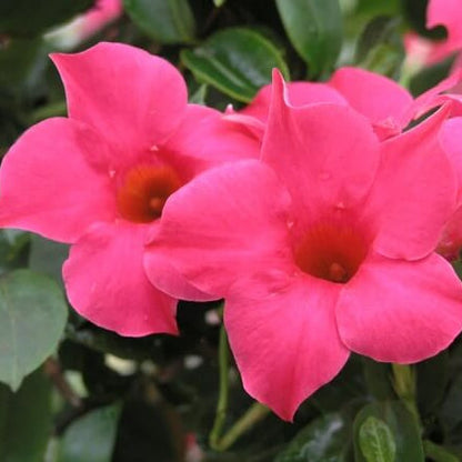 Brazilian Jasmine Mandevilla plant