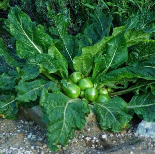 Mandragora plant
