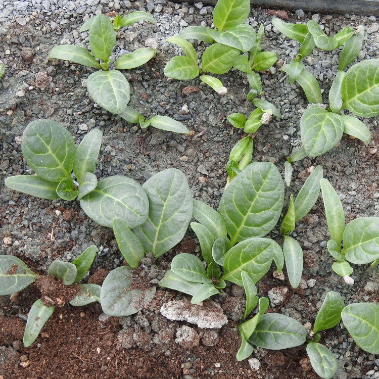 Mandragora plant