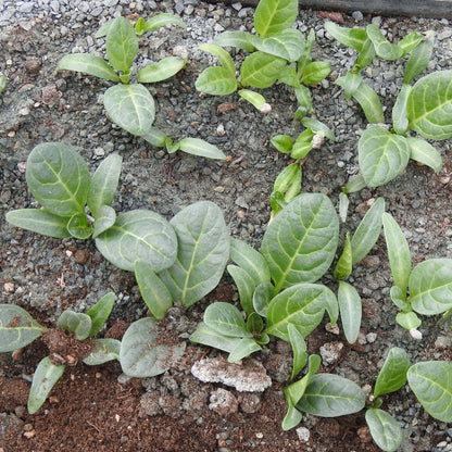 Mandragora plant