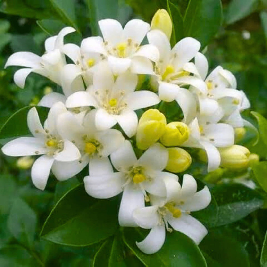 White Murraya flower seeds