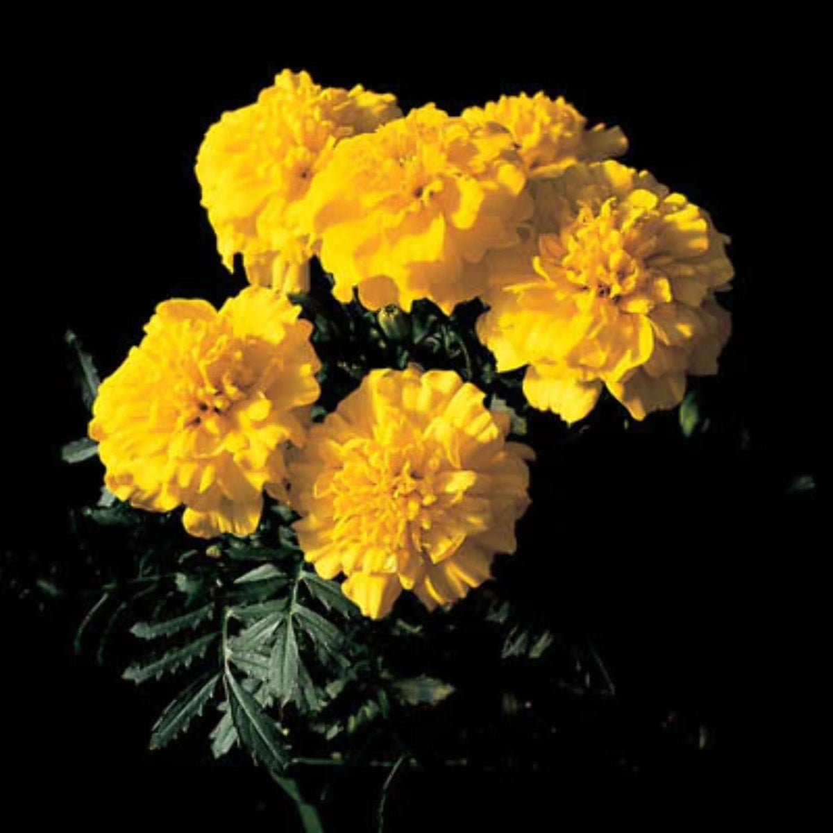 Bonanza Yellow Marigold plant