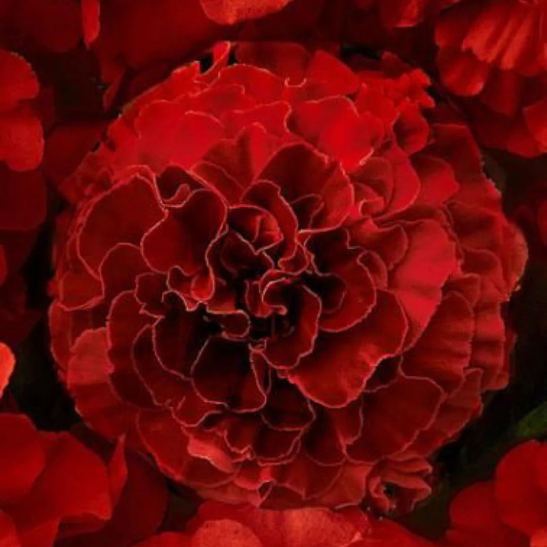 Dark Red flower seeds