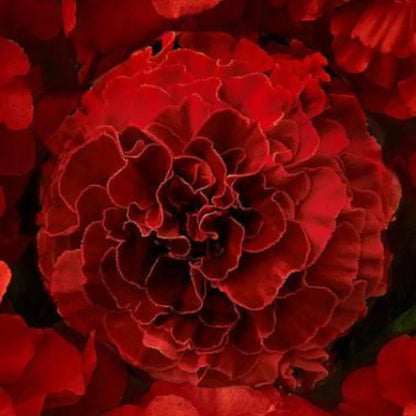 Dark Red flower seeds
