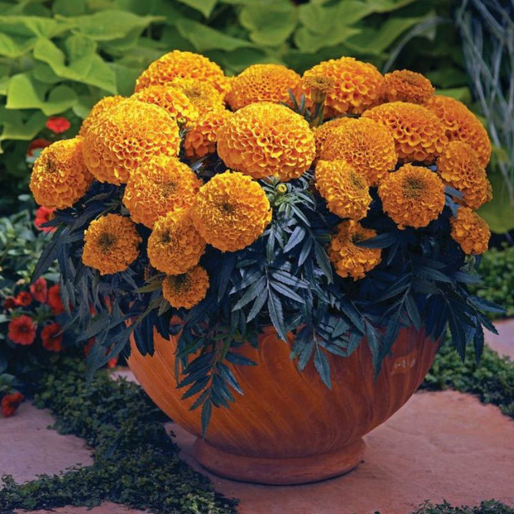 Marigold flower seeds
