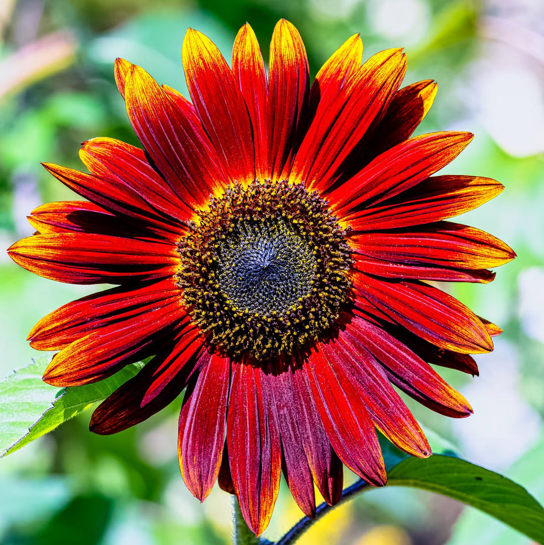 Maroon Sunflower flower seeds