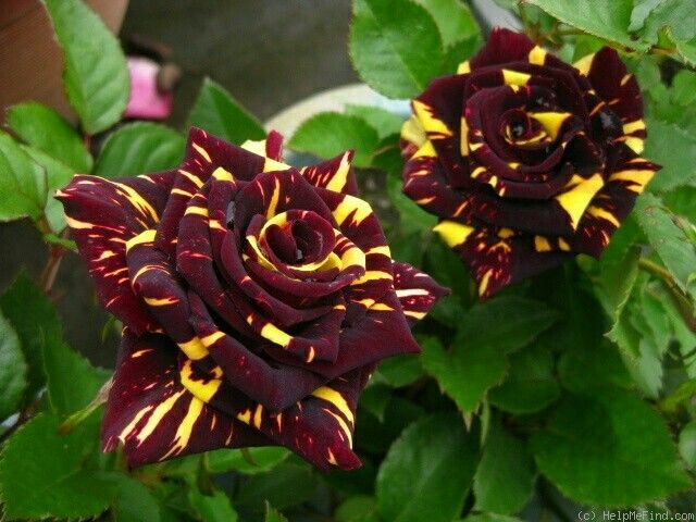 Marron Yellow flower seeds