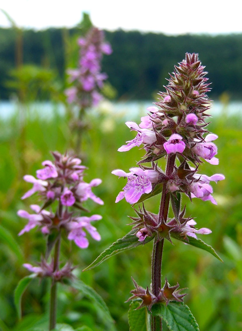 Purple Marsh Woundwort Flower Seeds for Planting – Heirloom Non-GMO Garden Seeds