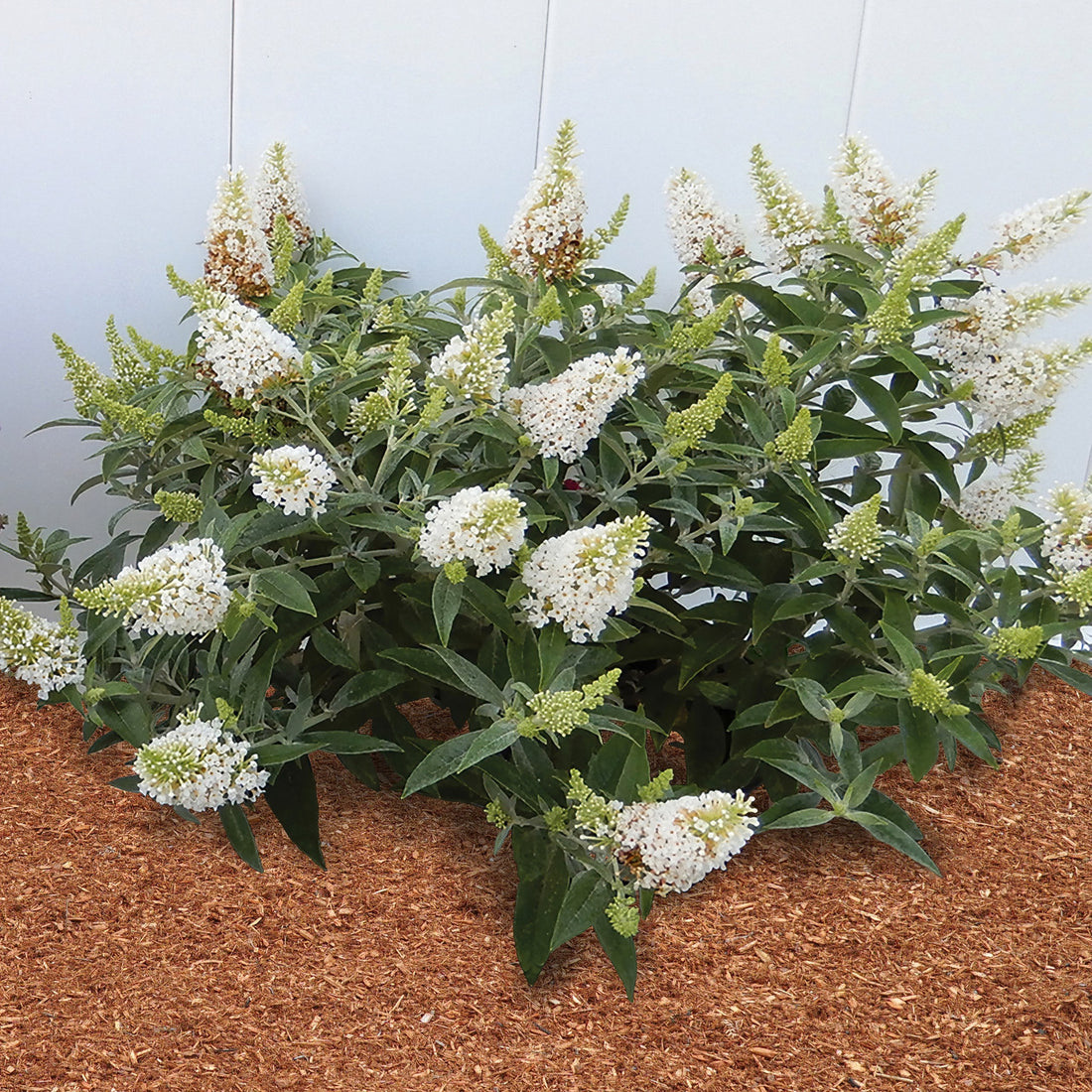 White Butterfly flower seeds