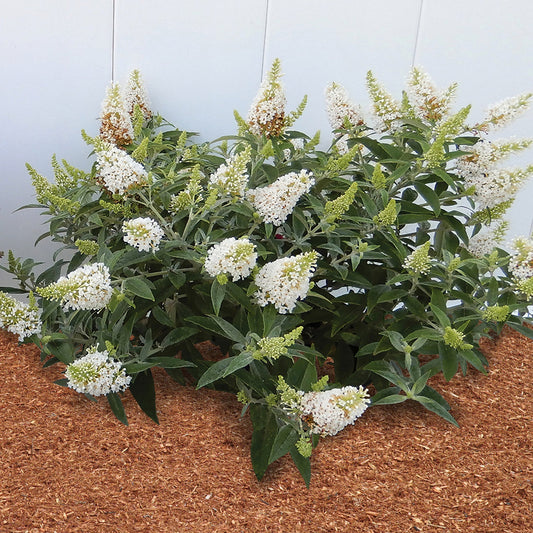 White Butterfly flower seeds