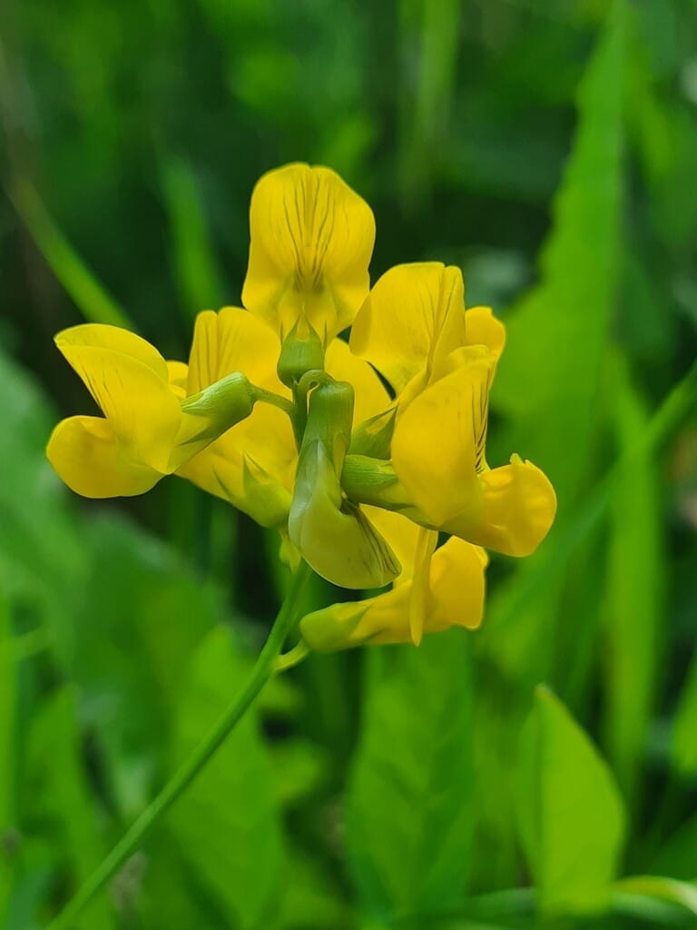 Yellow Sweet flower seeds