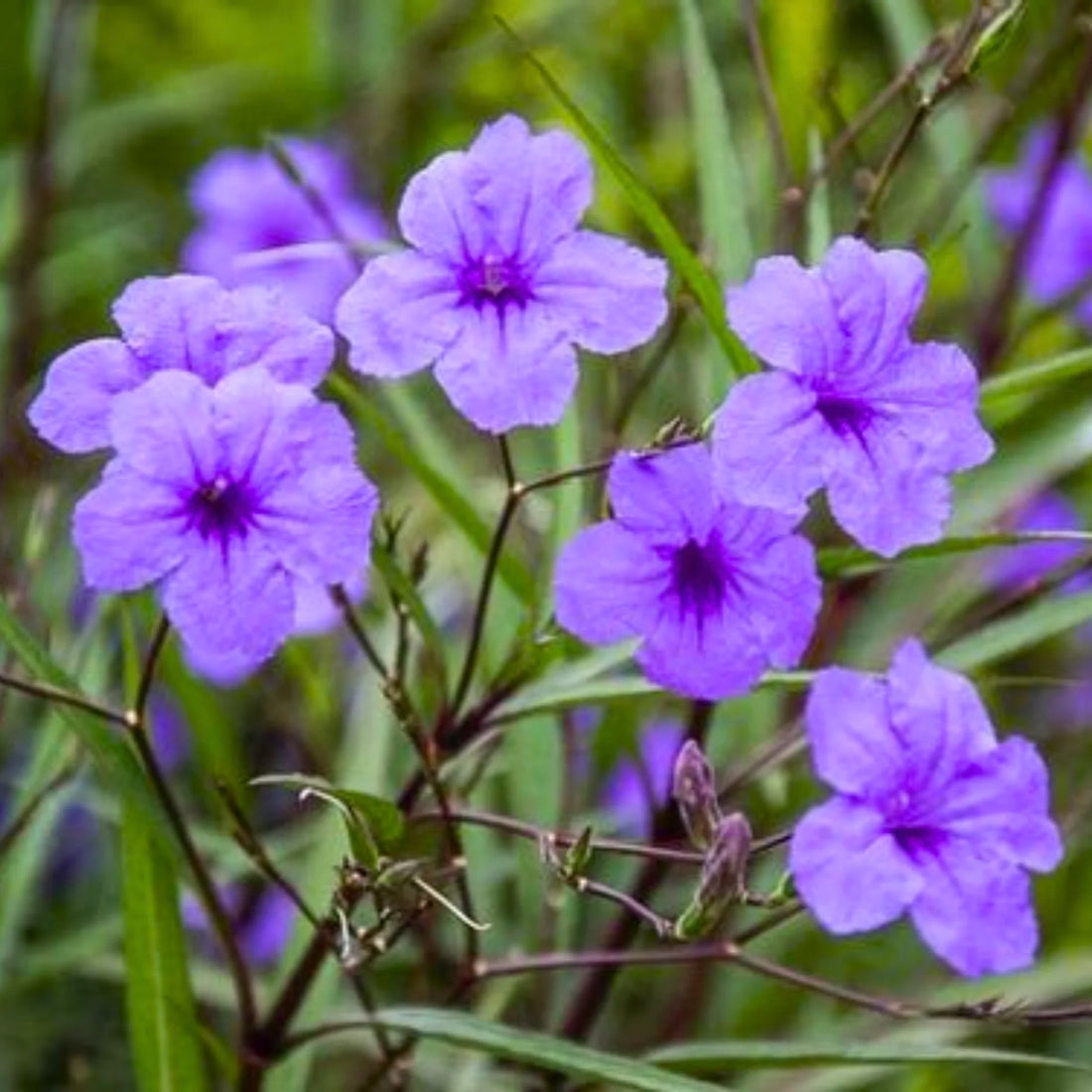 Ruellia Tuberosa flower seeds