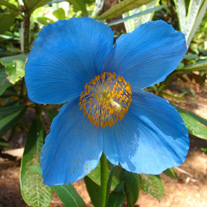Blue flower seeds