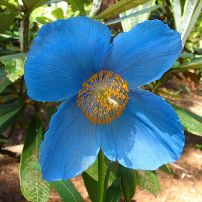 Blue flower seeds