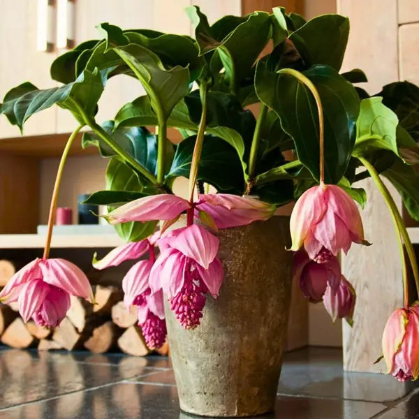 Medinilla Magnifica flower seeds