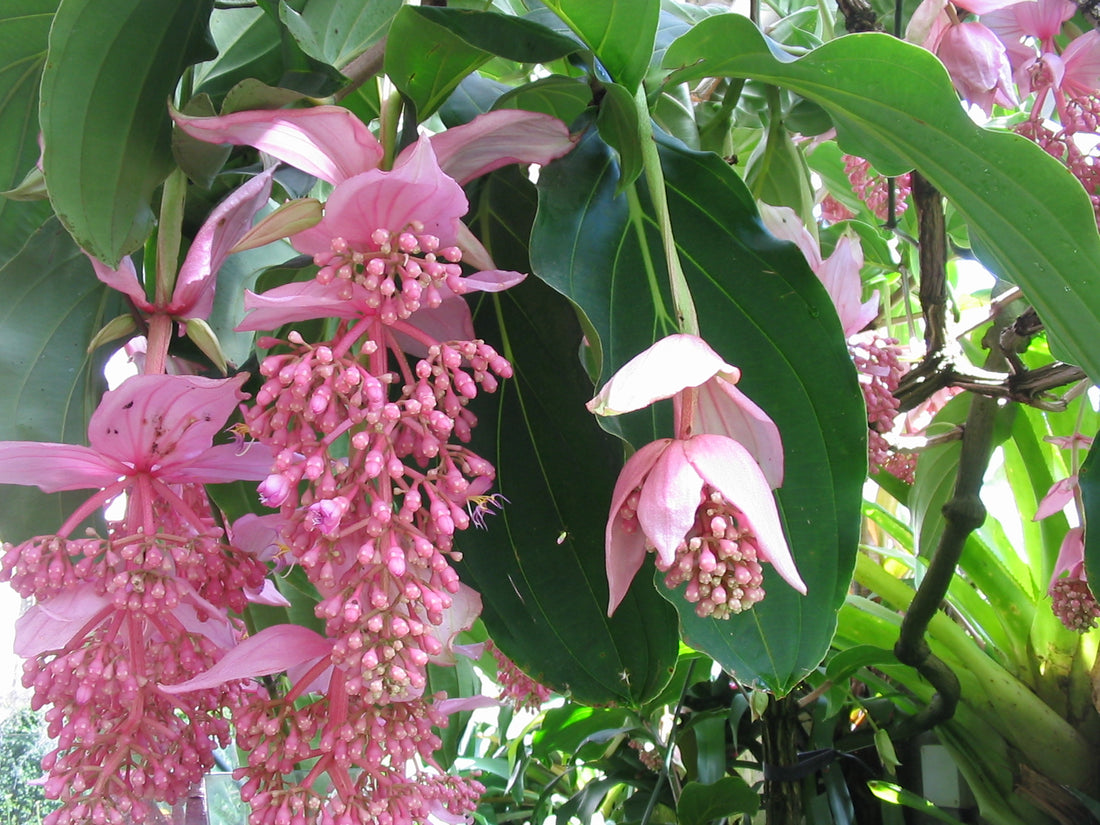 Medinilla flower seeds