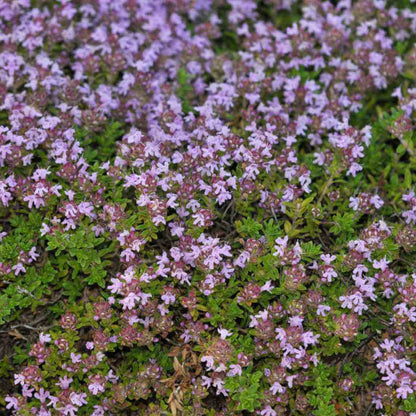 Thyme Ground Cover plant
