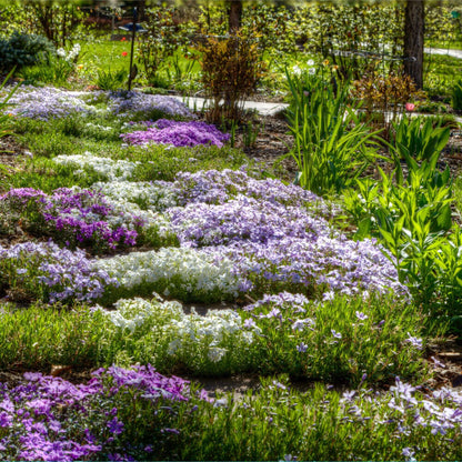 Thyme Ground Cover plant